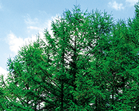 symbol_tree